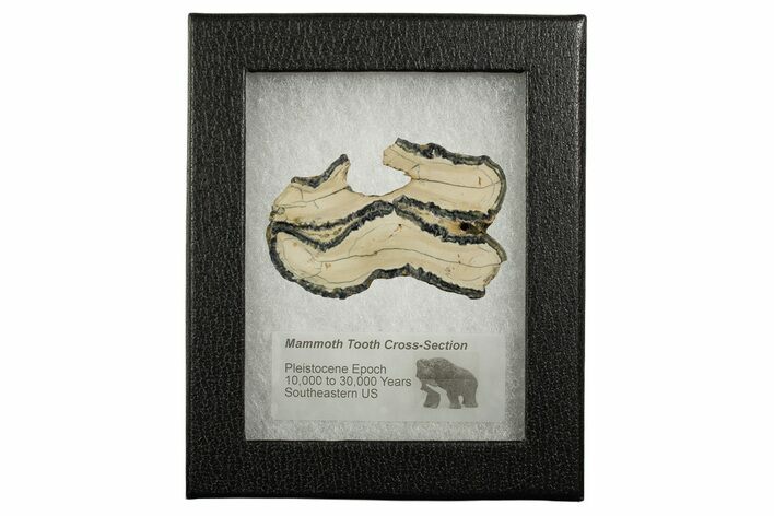 Mammoth Molar Slice With Case - South Carolina #337734